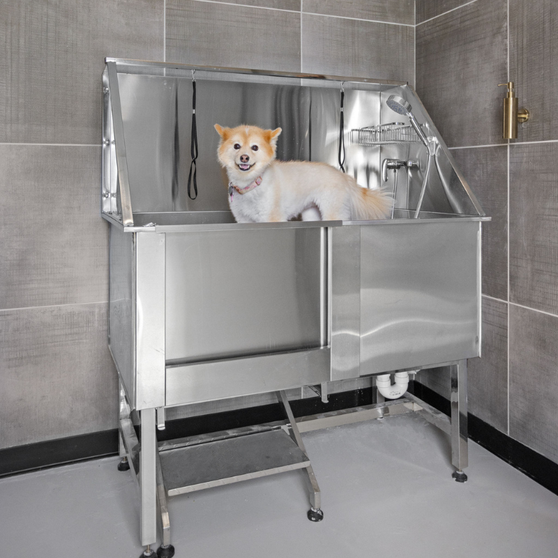 Smyrna Village Pet Swiss Cheese Plant